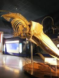 Museo Cívico de Historia Natural de Milán